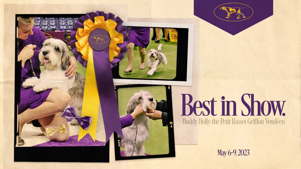 Buddy Holly the PBGV crowned Best in Show at 2023 Westminster Dog Show