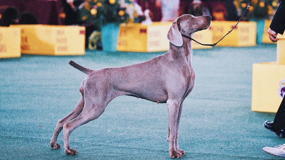 Dog Show 101: What’s what at the Westminster Kennel Club